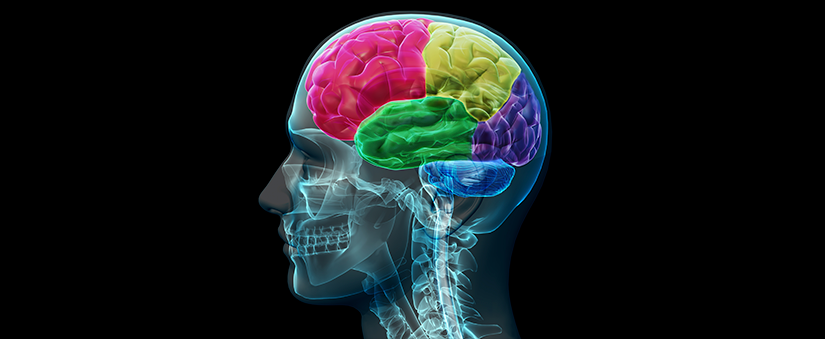 cérebro do consumidor