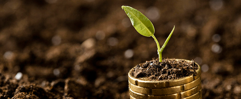 Empresa ESG Empresa ESG: close numa muda de planta